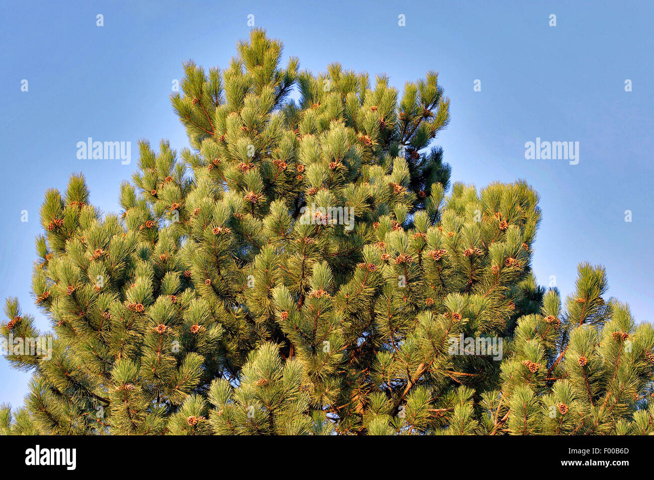 European black pine, Austrian pine, Black Pine, Corsican Pine (Pinus nigra), tree top with cones, Germany Stock Photo