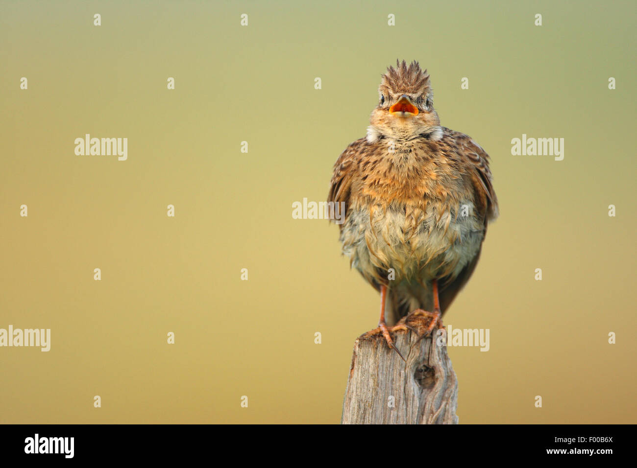 Eurasian sky lark (Alauda arvensis), singing on a wooden pillar, Belgium Stock Photo