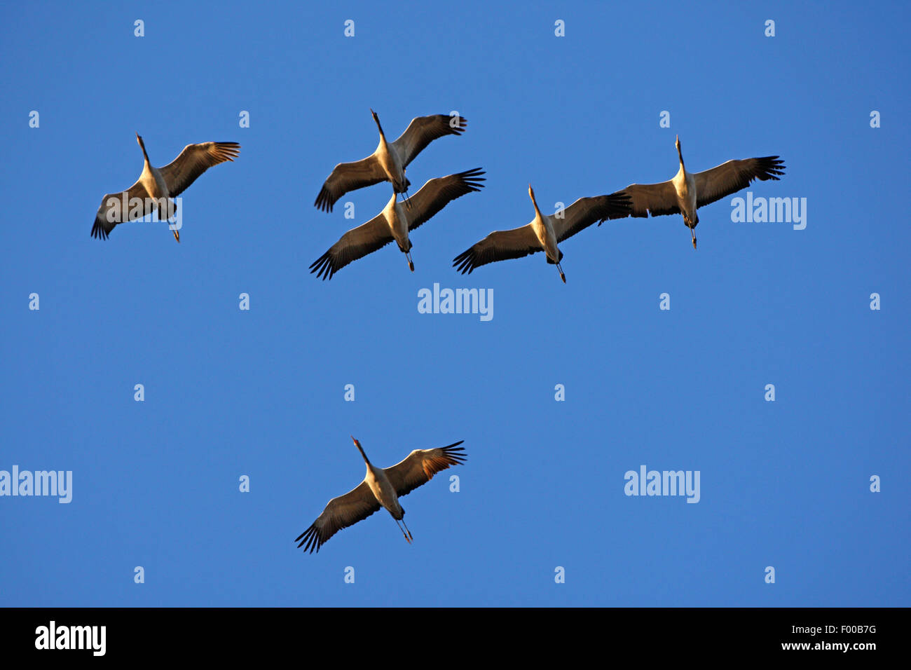 Common crane, Eurasian Crane (Grus grus), troop flying in the blue sky, France Stock Photo