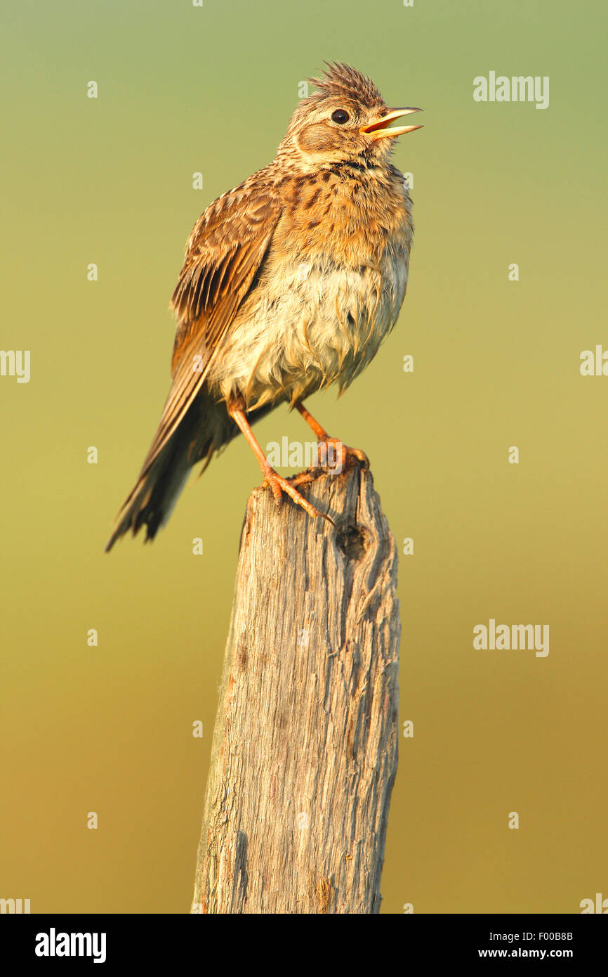 Eurasian sky lark (Alauda arvensis), singing on a wooden pillar, Belgium Stock Photo