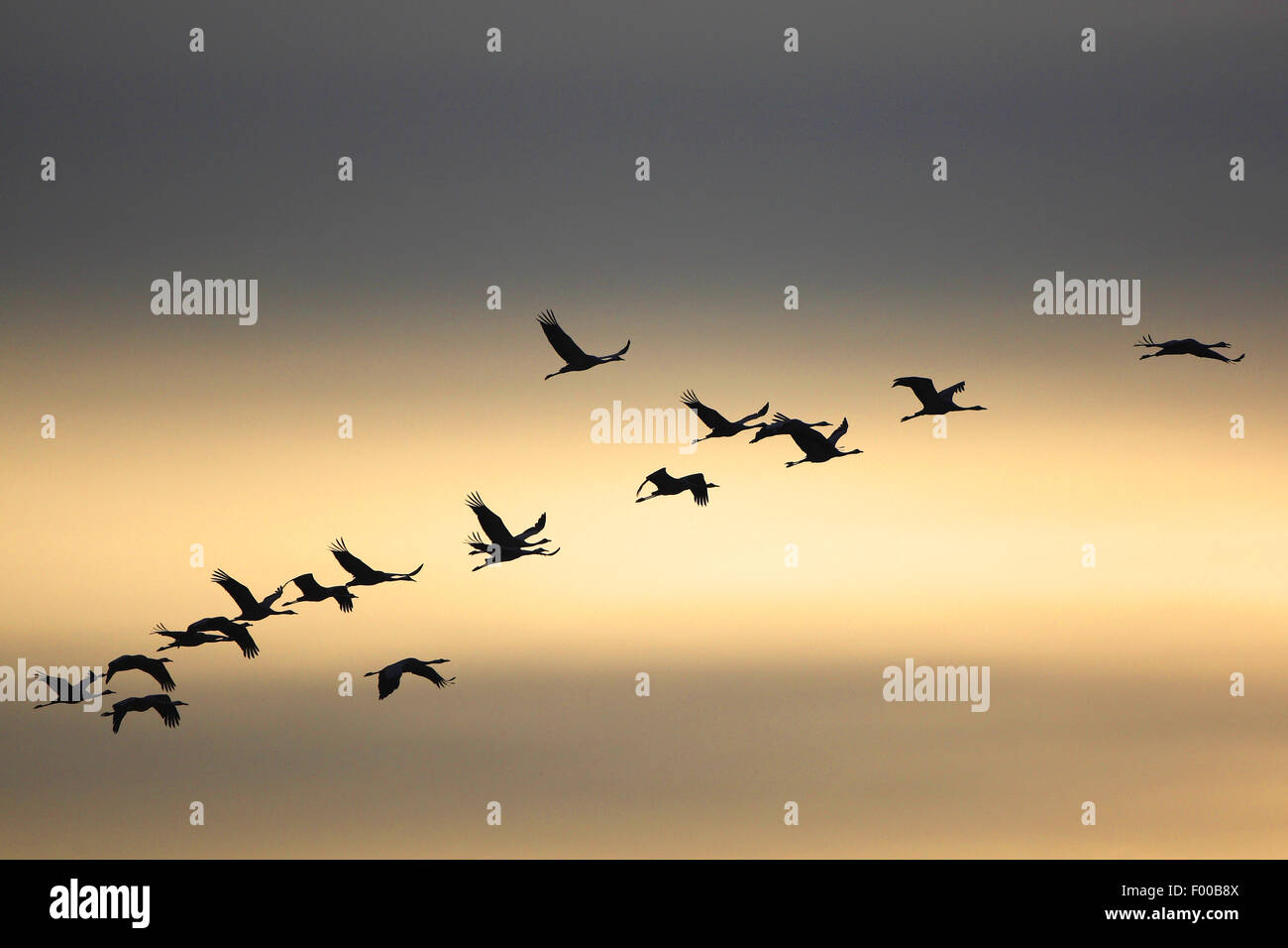 Common crane, Eurasian Crane (Grus grus), troop in flight at sunrise in autumn, bird migration, France Stock Photo