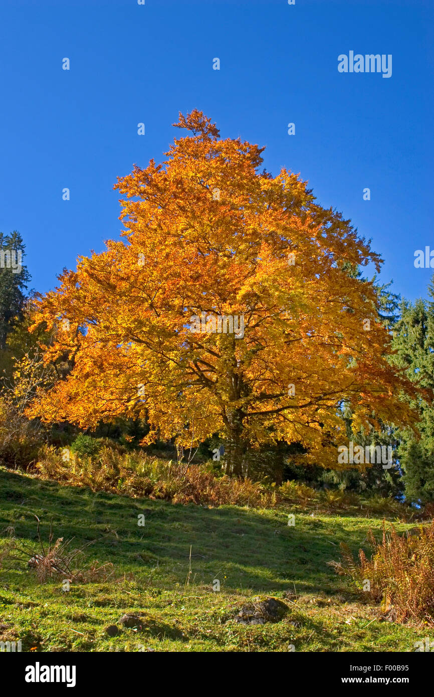 common beech (Fagus sylvatica), with autumn colour, Germany Stock Photo