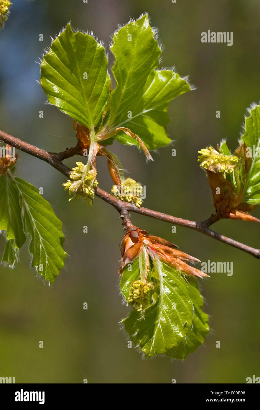 common beech (Fagus sylvatica), male catkins, Germany Stock Photo