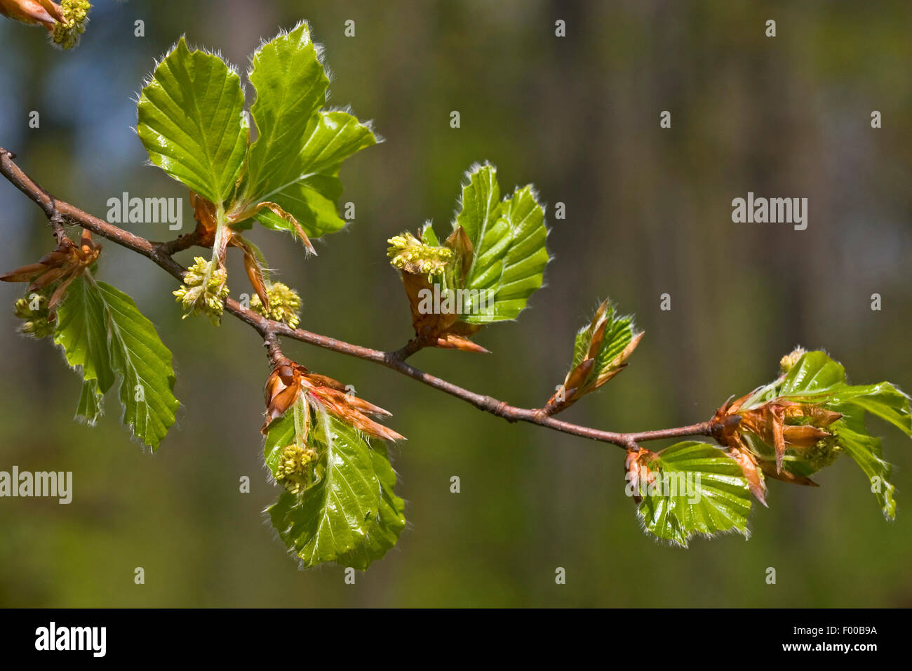 common beech (Fagus sylvatica), male catkins, Germany Stock Photo