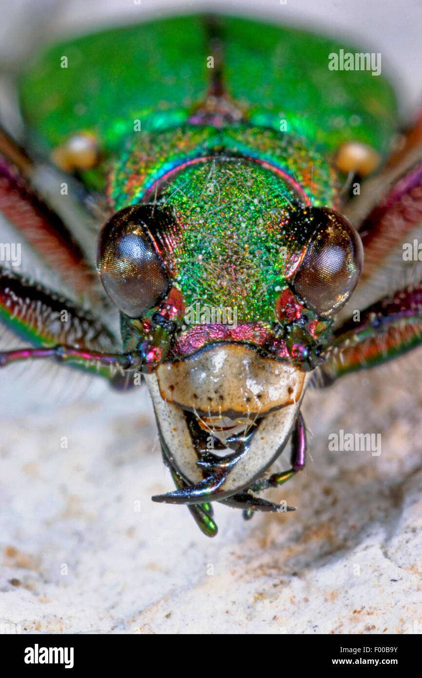 Green tiger beetle (Cicindela campestris), portrait, Germany Stock Photo