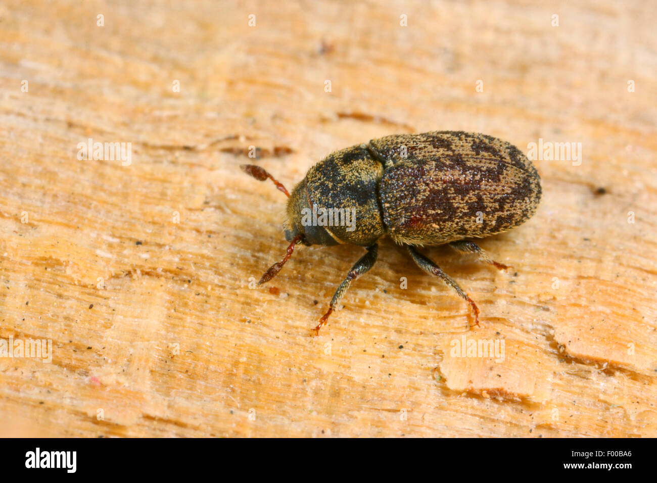 Ash bark beetle, Lesser ash bark beetle (Leperisinus varius, Leperisinus fraxini, Hylesinus fraxini), on wood, Germany Stock Photo