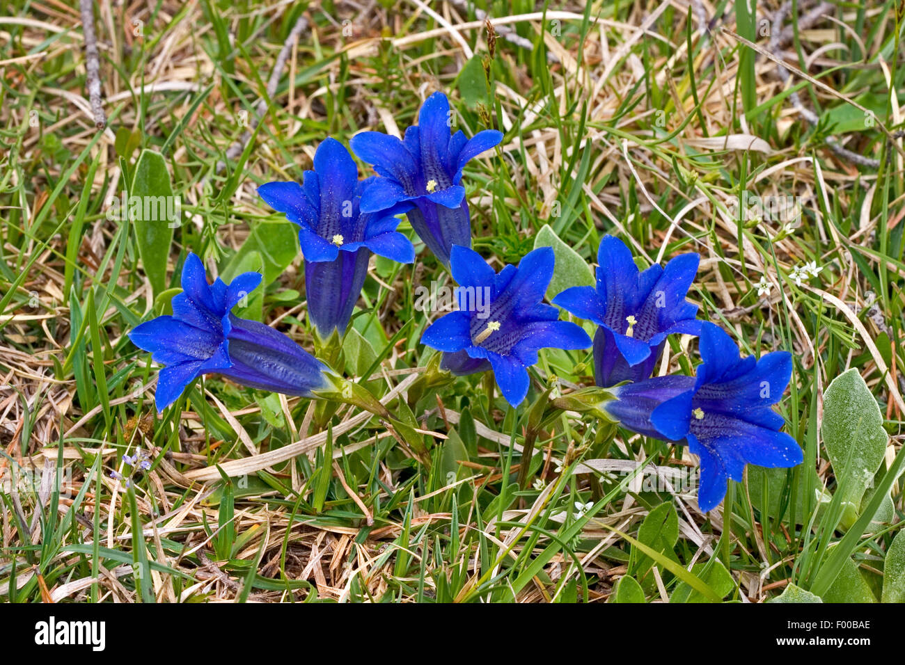 Clusius' gentian (Gentiana clusii), blooming, Germany Stock Photo