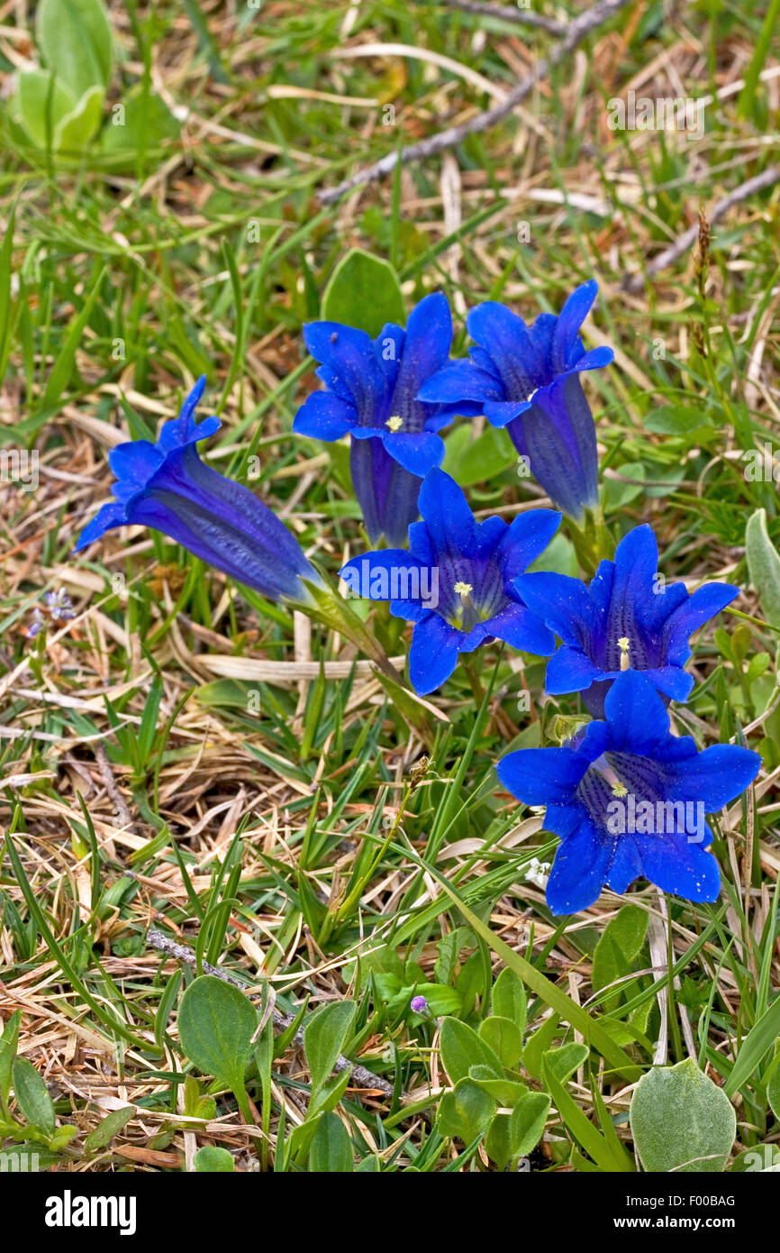 Clusius' gentian (Gentiana clusii), blooming, Germany Stock Photo