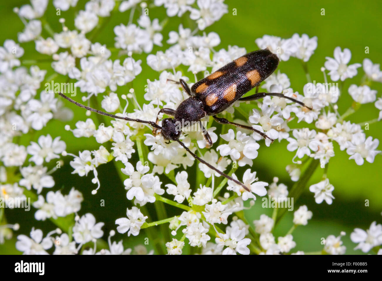 Six spotted longhorn beetle, Six-spotted longhorn beetle (Anoplodera sexguttata, Leptura sexguttata), on umbellifer, Germany Stock Photo