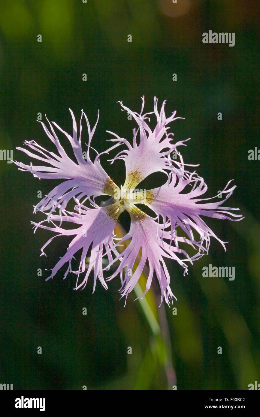 superb pink (Dianthus superbus), flower, Germany Stock Photo