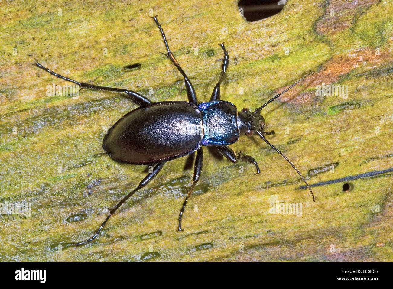 violet ground beetle (Carabus violaceus), on bark, Germany Stock Photo