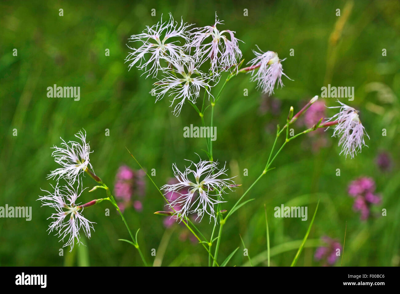 superb pink (Dianthus superbus), blooming, Germany Stock Photo