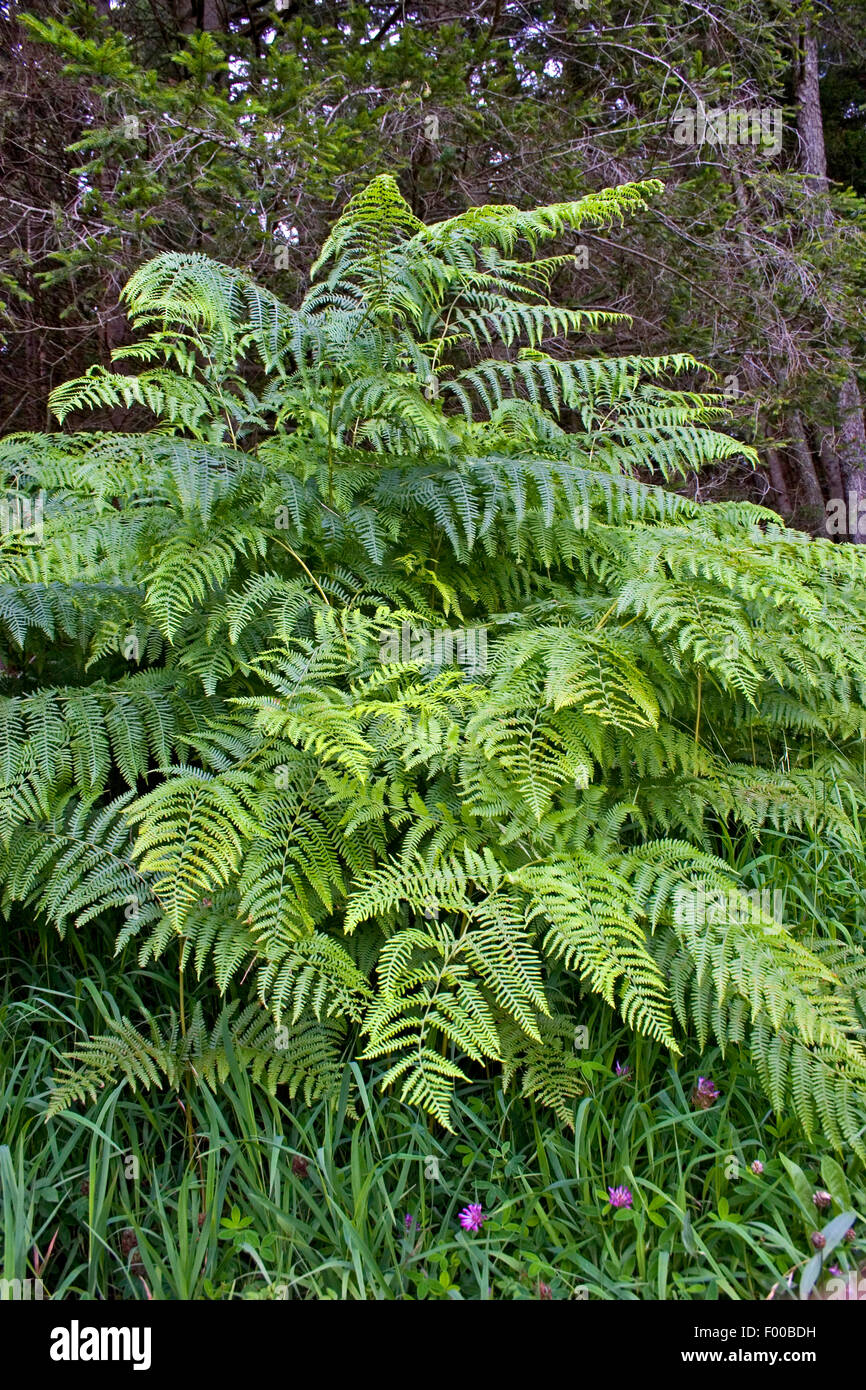 Fern