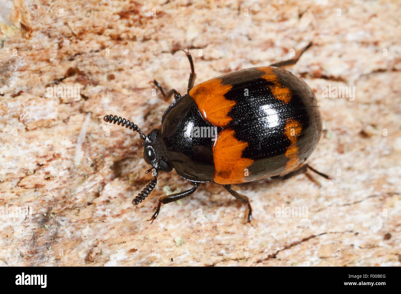 Darkling Beetle (Diaperis boleti), on a bracket fungus, Germany Stock Photo