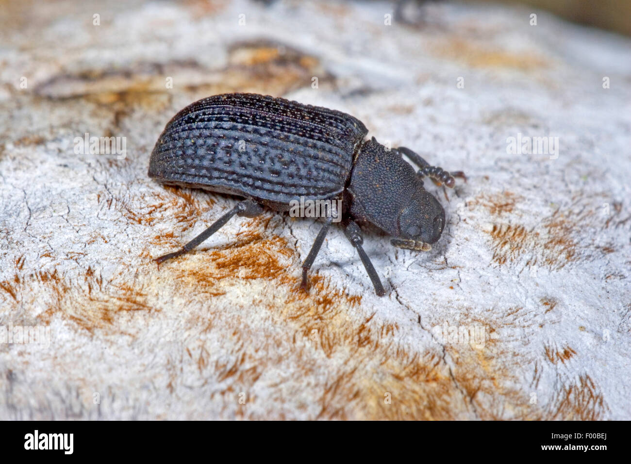 Black Tinder Fungus Beetle (Bolitophagus reticulatus), on a bracket fungus, Germany Stock Photo