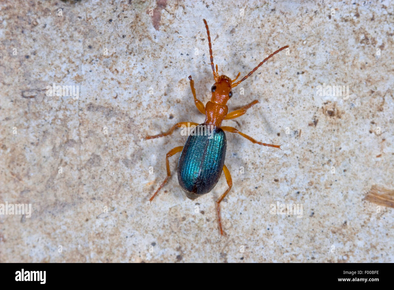 bombardier beetle grounded