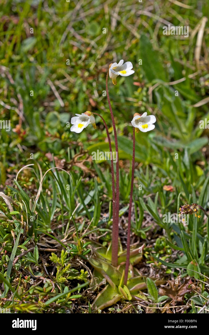 Alpine butterwort (Pinguicula alpina), blooming, Germany Stock Photo