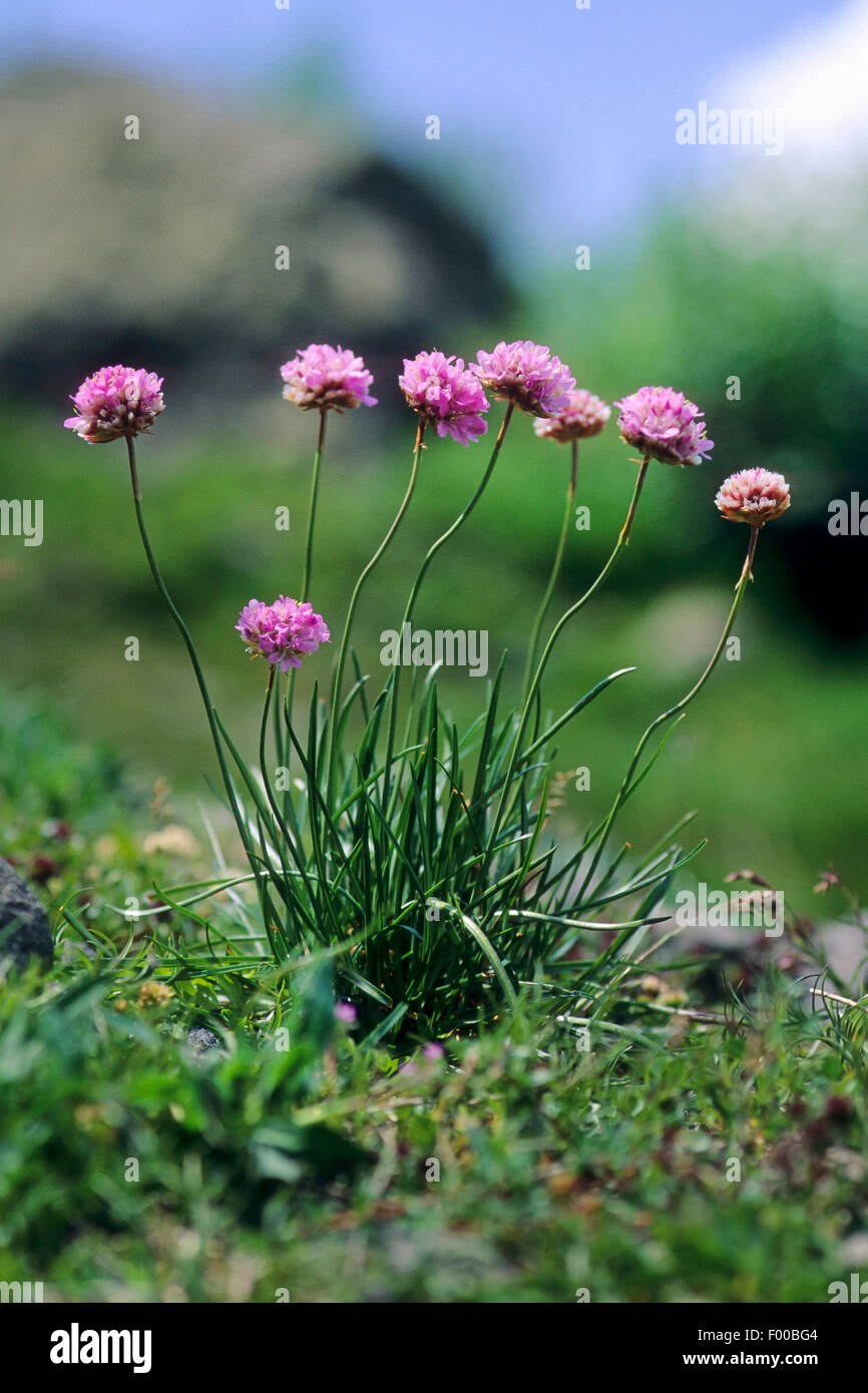 Alpine Thrift (Armeria alpina, Armeria maritima ssp. alpina), blooming, Germany Stock Photo