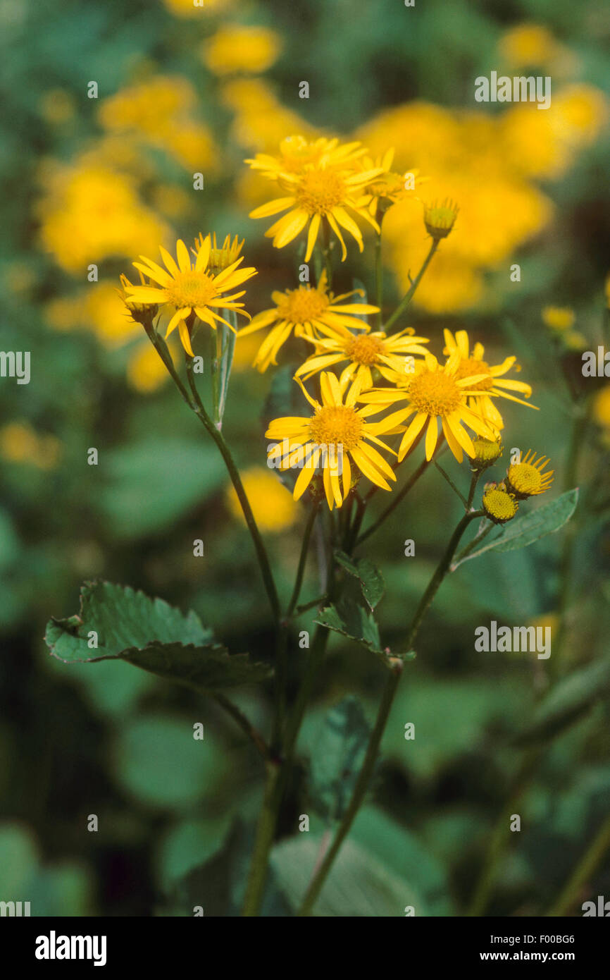 Alpine Ragwort (Senecio alpinus, Senecio cordatus), blooming, Germany ...