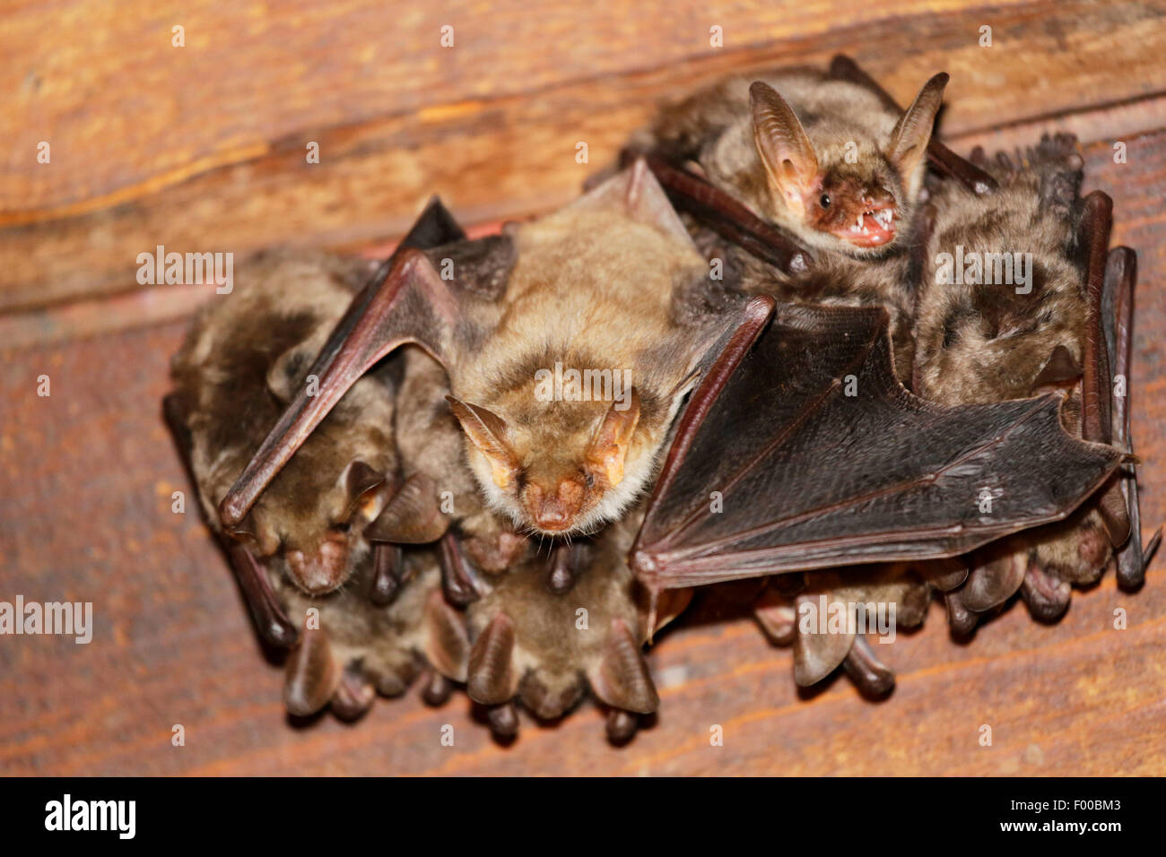 Greater Mouseeared bat, Large MouseEared Bat (Myotis myotis), colony