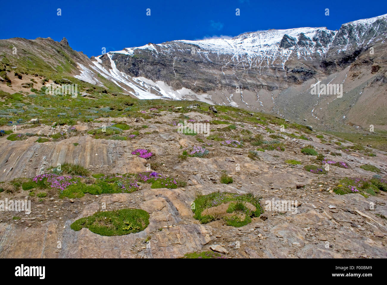 vegetation on the rocks at the Grossglockner, Austria, Hohe Tauern National Park Stock Photo