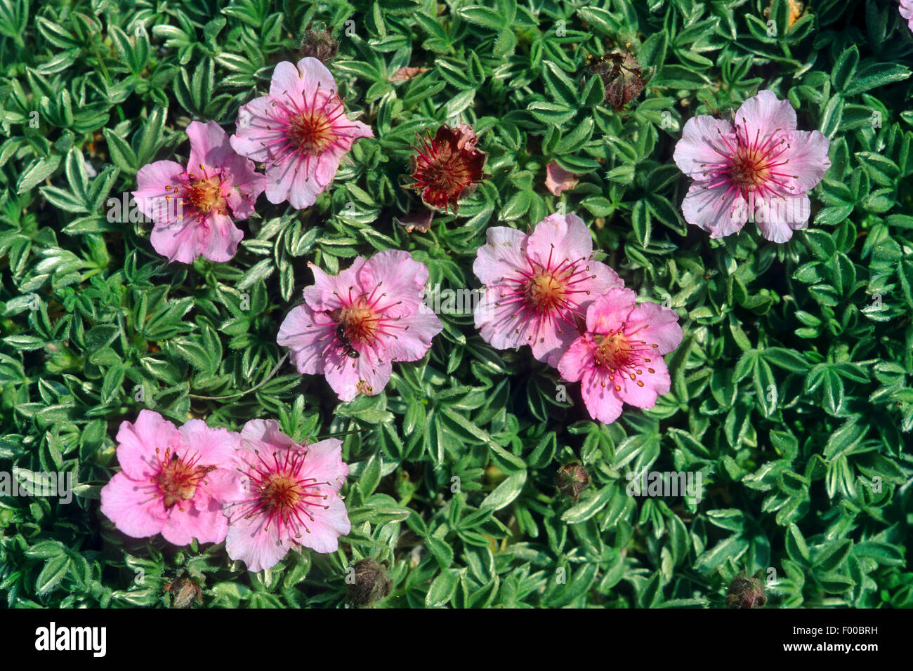 Dolomites cinquefoil, Pink Cinquefoil (Potentilla nitida), blooming, Austria Stock Photo