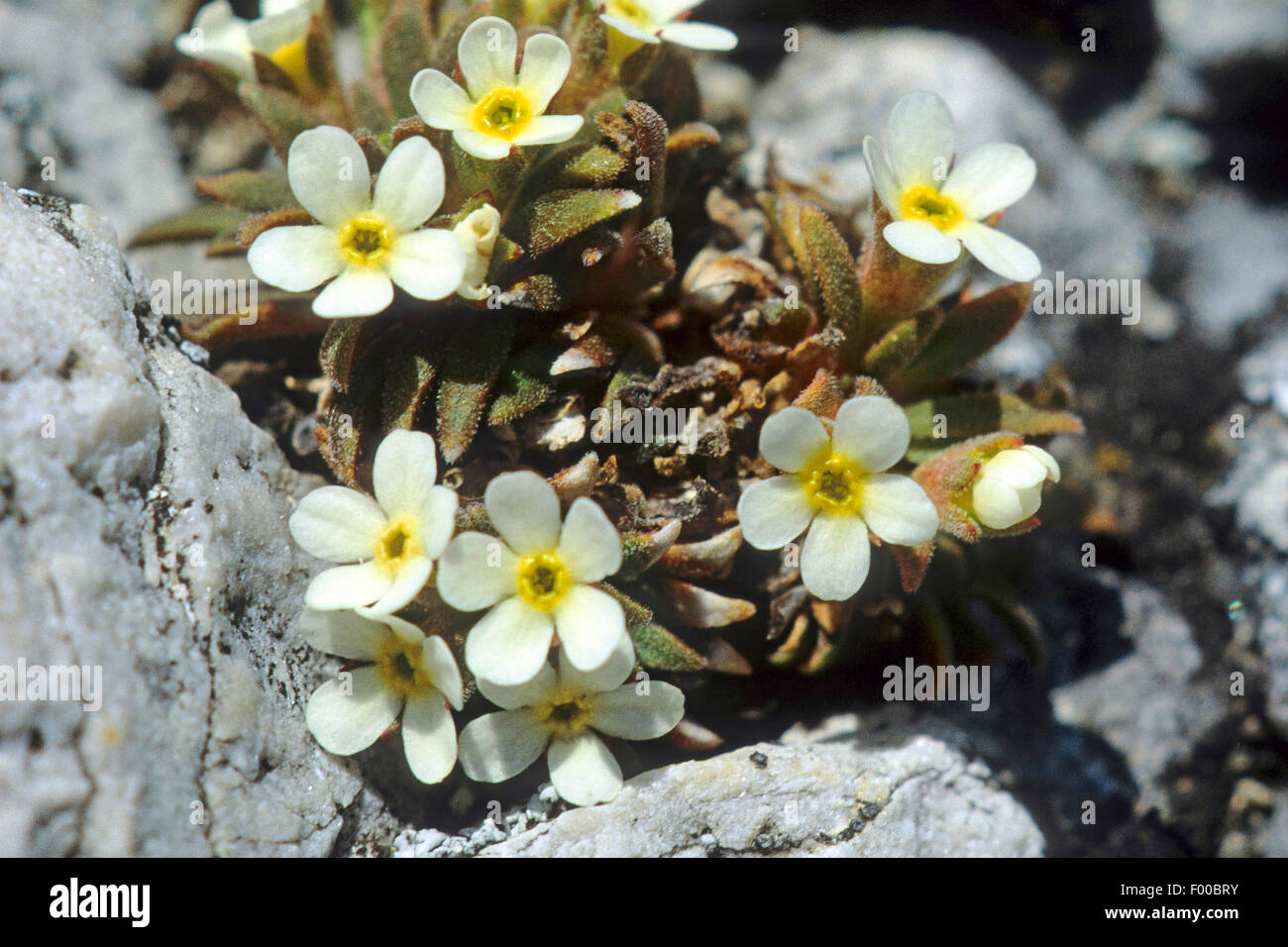 Rock Jasmine (Androsace hausmannii), blooming, Austria Stock Photo