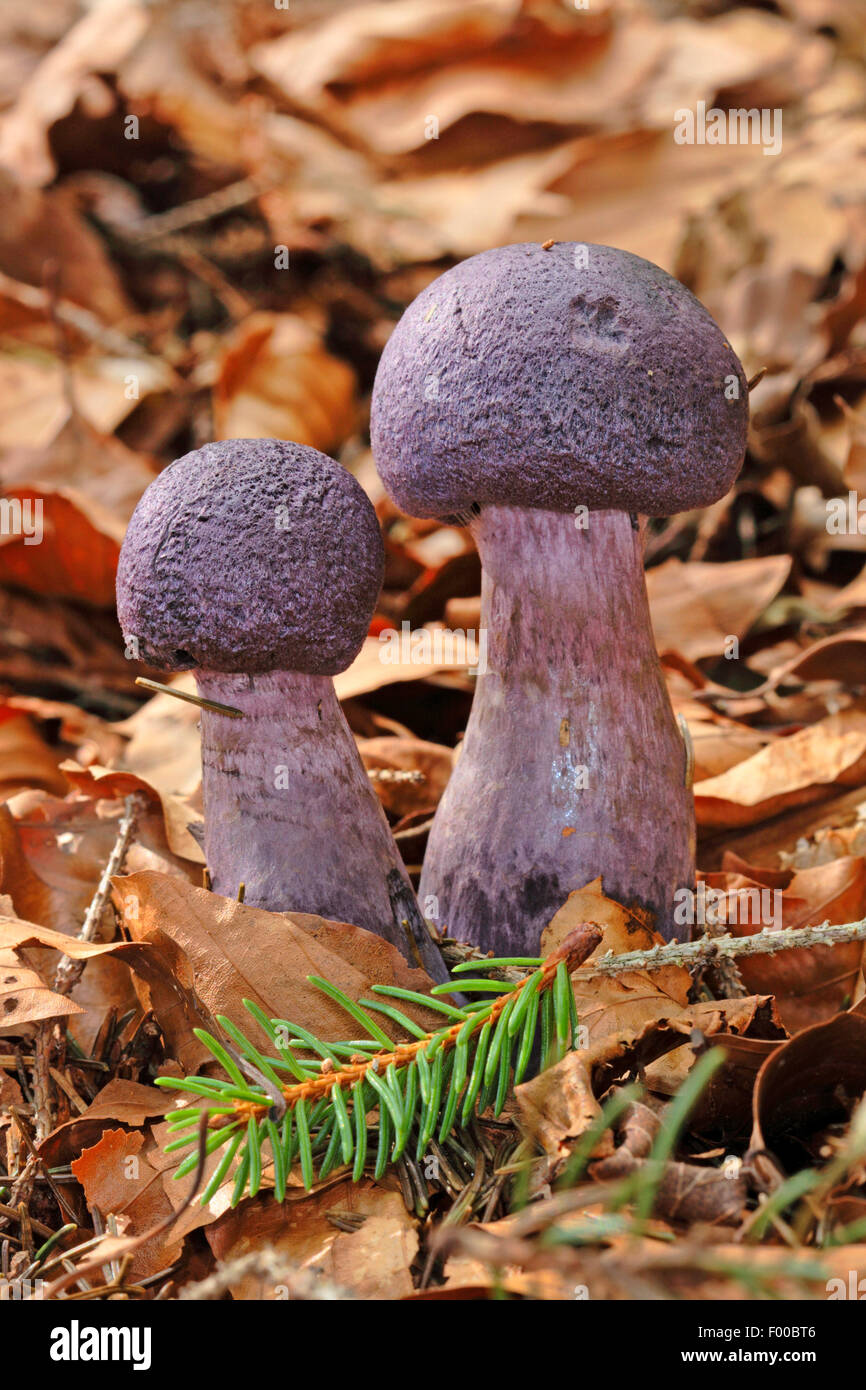Violet webcap (Cortinarius violaceus), two fruiting bodies on forest floor, Germany Stock Photo