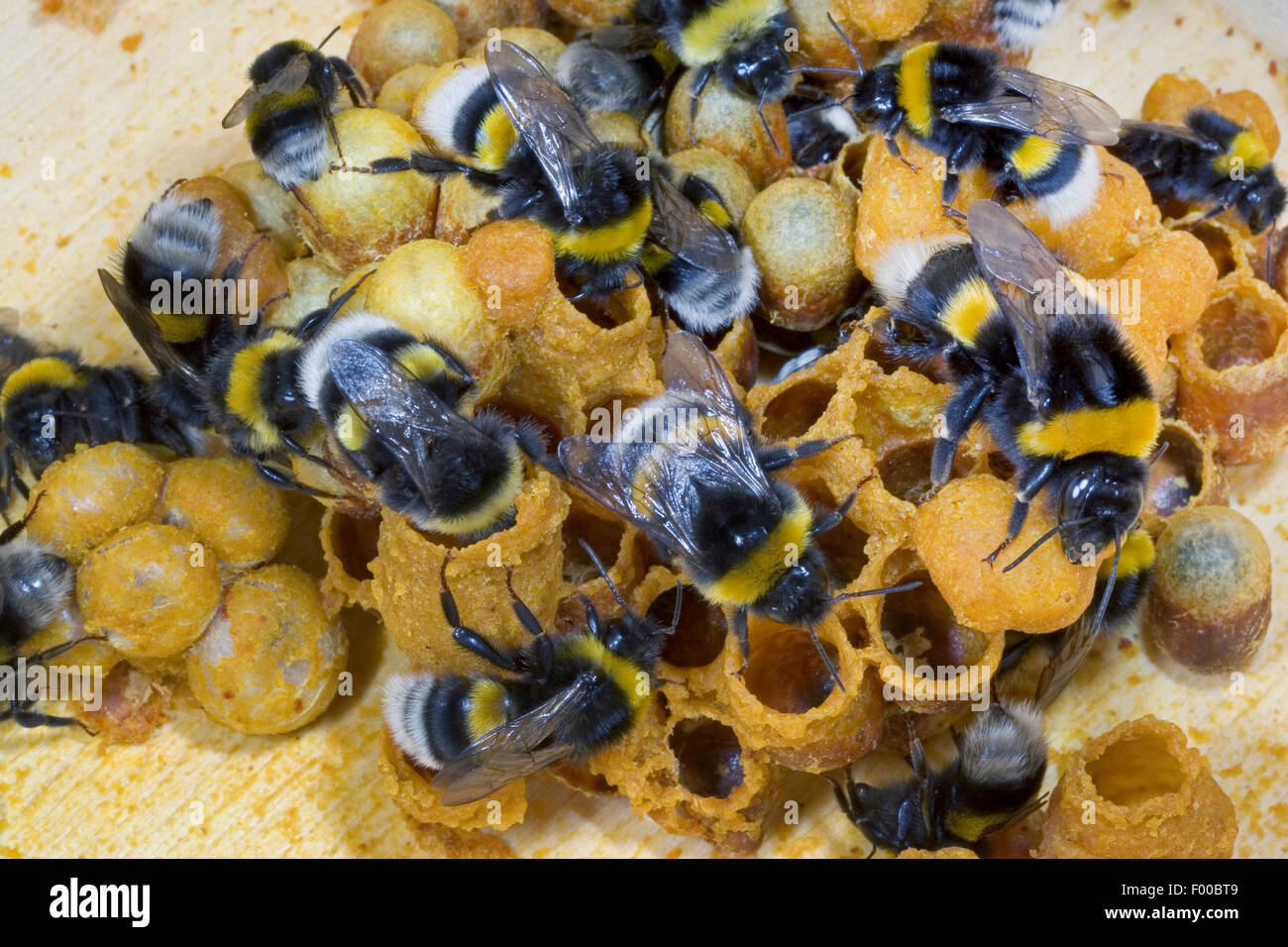 buff-tailed bumble bee (Bombus terrestris), at the nest, Germany Stock Photo