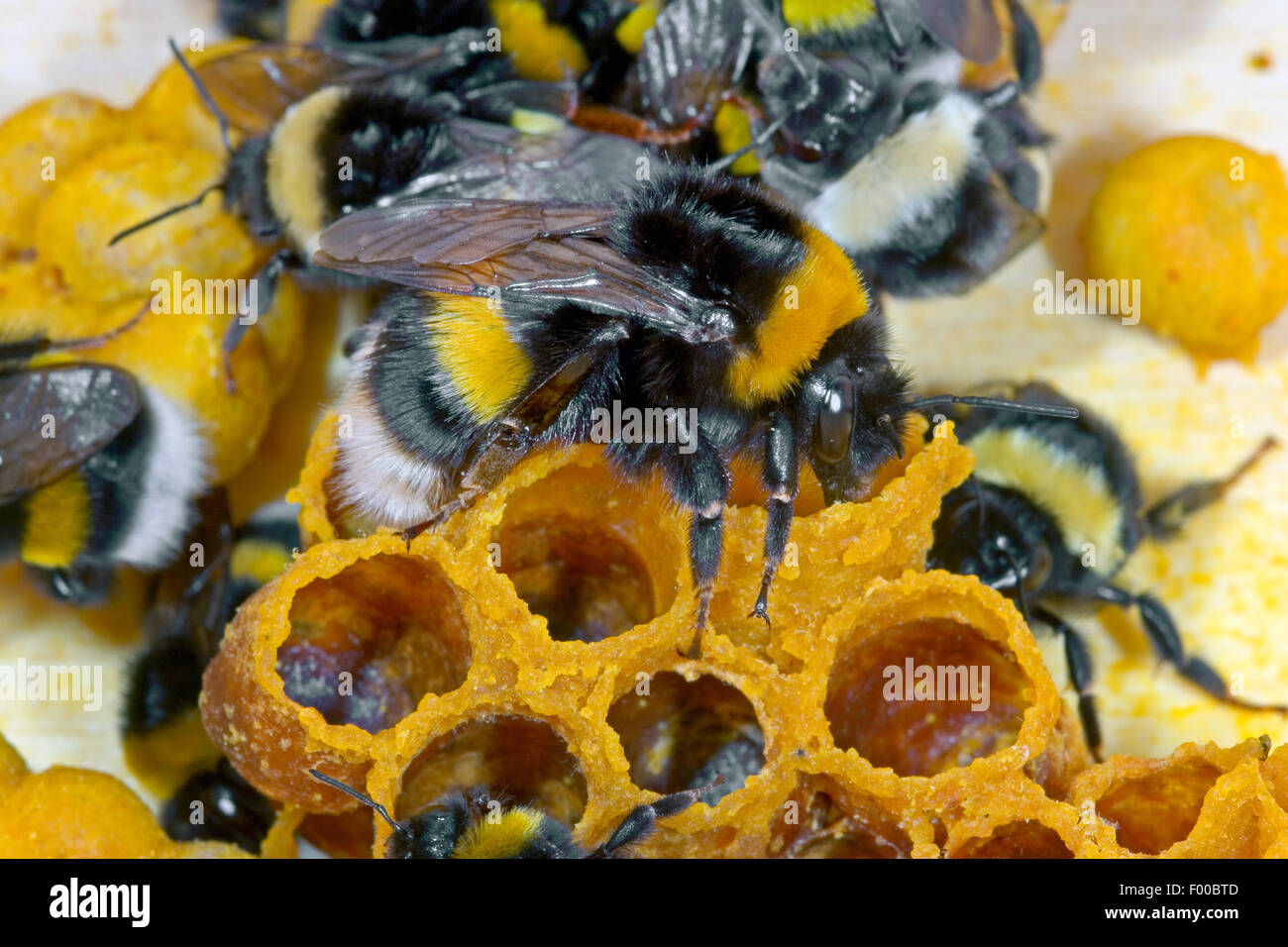 buff-tailed bumble bee (Bombus terrestris), at the nest, Germany Stock Photo