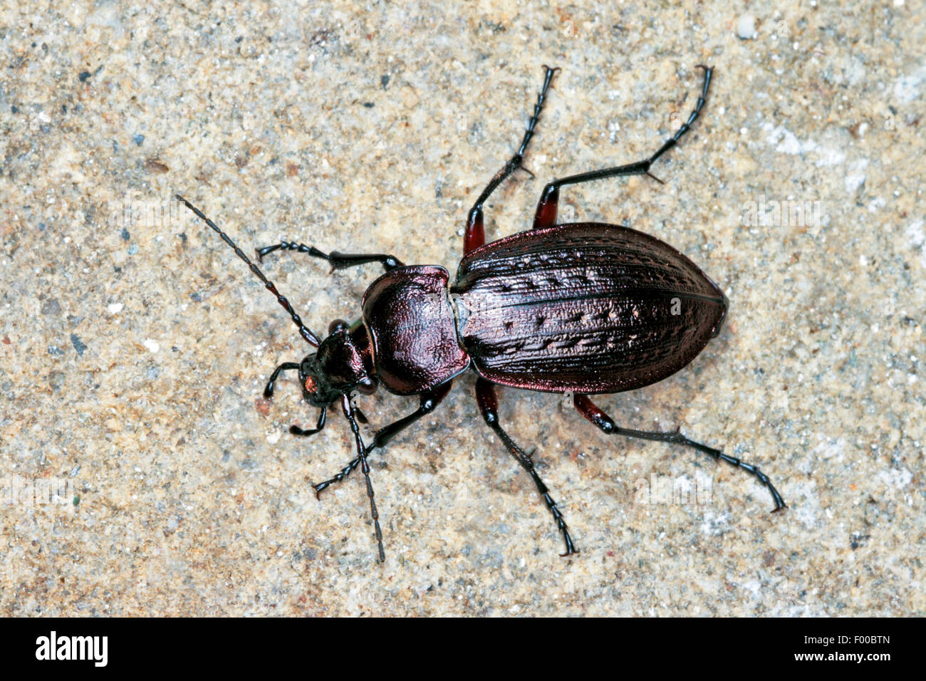 field ground beetle (Carabus arvensis, Carabus arcensis, Eucarabus arvensis), on the ground, Germany Stock Photo