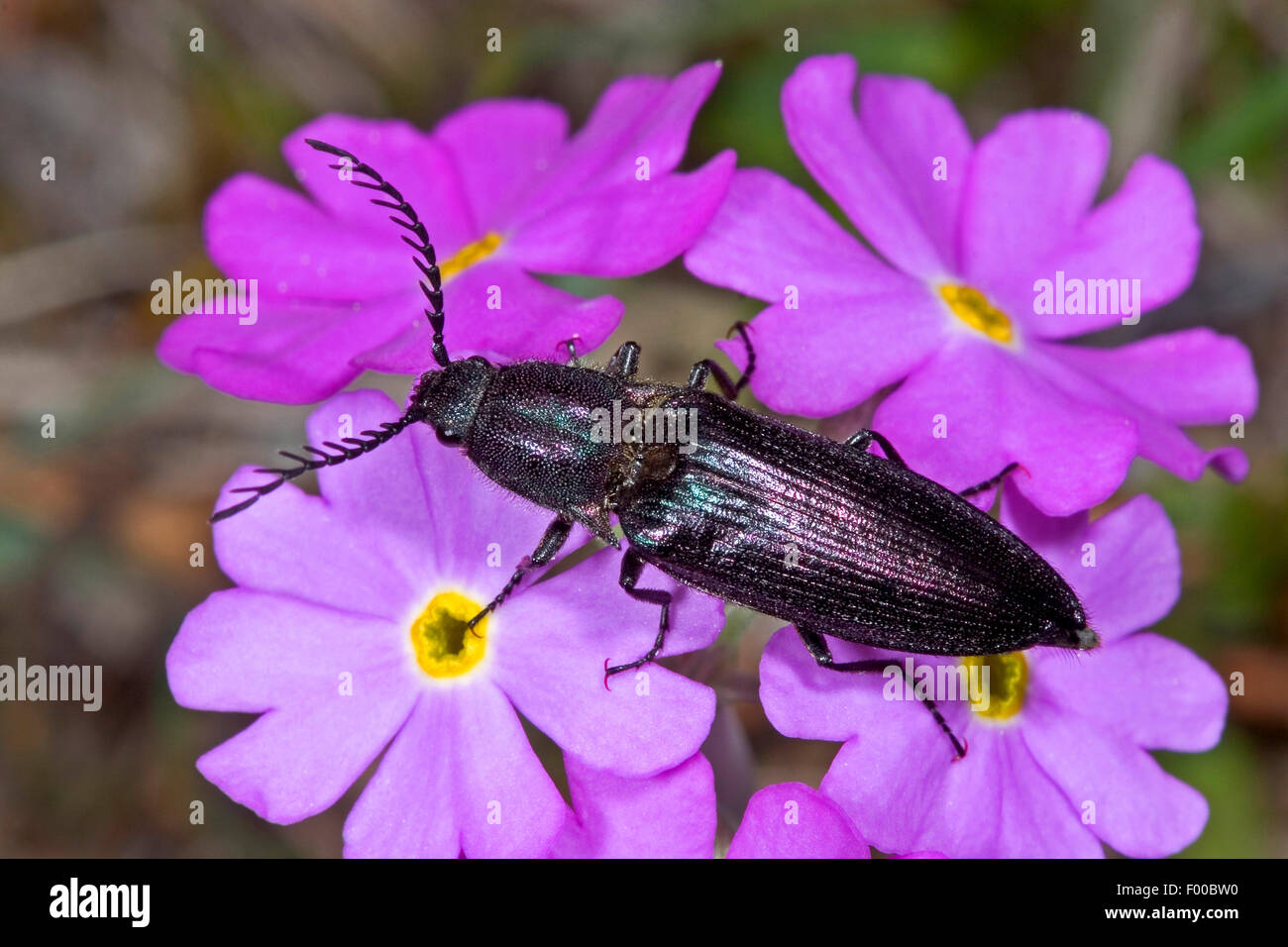 Metallic click beetle, Coppery Click Beetle (Ctenicera cuprea), on lilac flowers, Germany Stock Photo