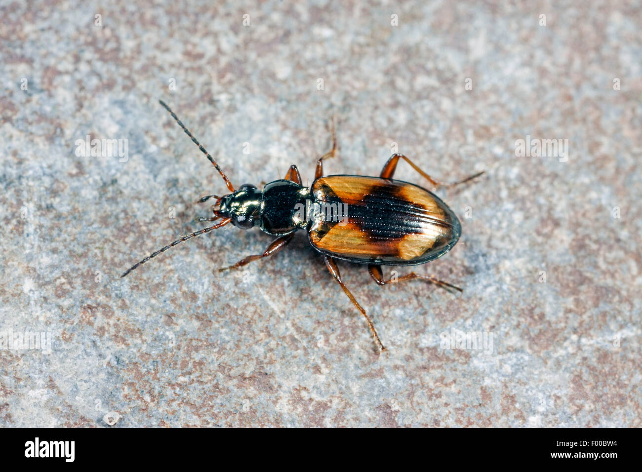 Ground beetle (Bembidion femoratum, Peryphus femoratum), on a stone, Germany Stock Photo