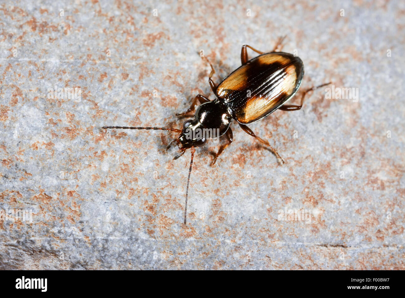 Ground beetle (Bembidion femoratum, Peryphus femoratum), on a stone, Germany Stock Photo
