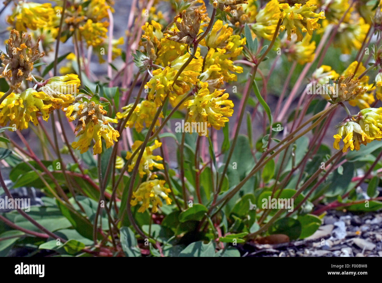 Common kidneyvetch, Kidney vetch, Woundwort (Anthyllis vulneraria, Vulneraria heterophylla), blooming, Germany Stock Photo