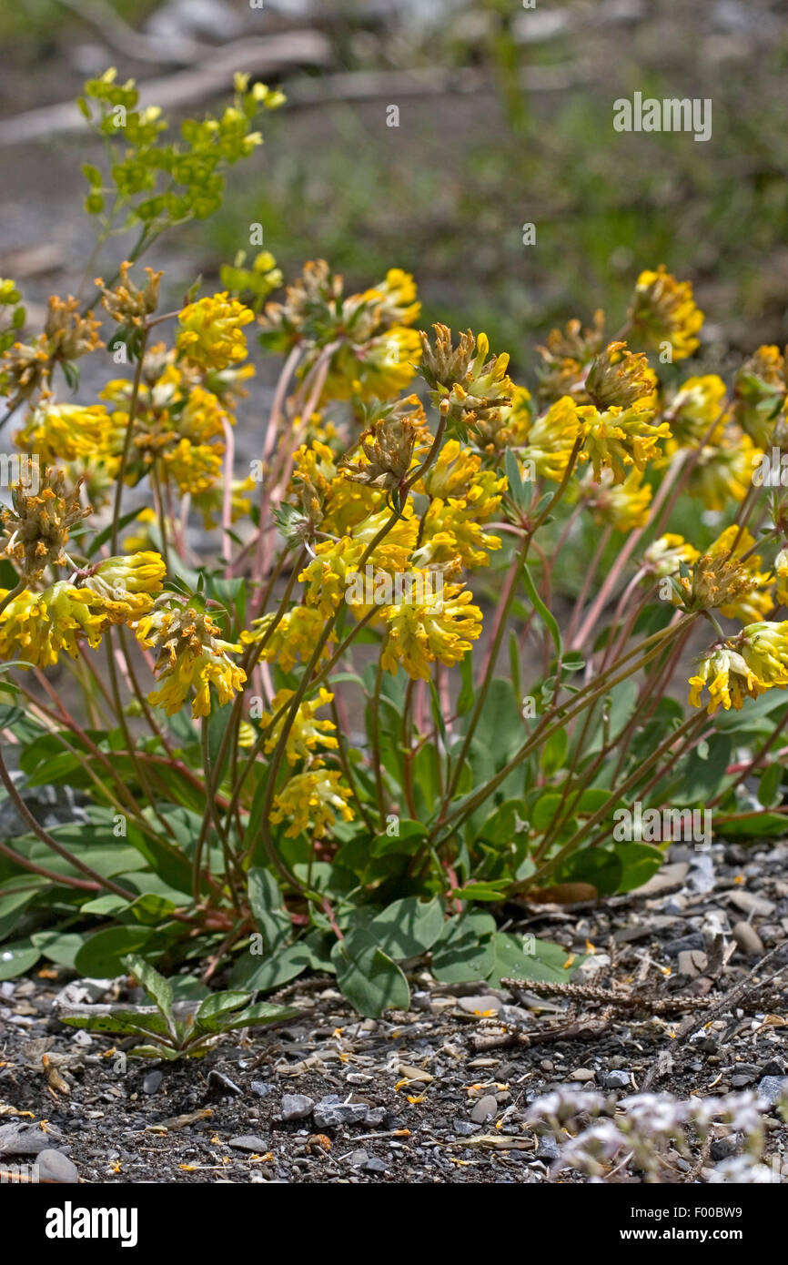 Common kidneyvetch, Kidney vetch, Woundwort (Anthyllis vulneraria, Vulneraria heterophylla), blooming, Germany Stock Photo