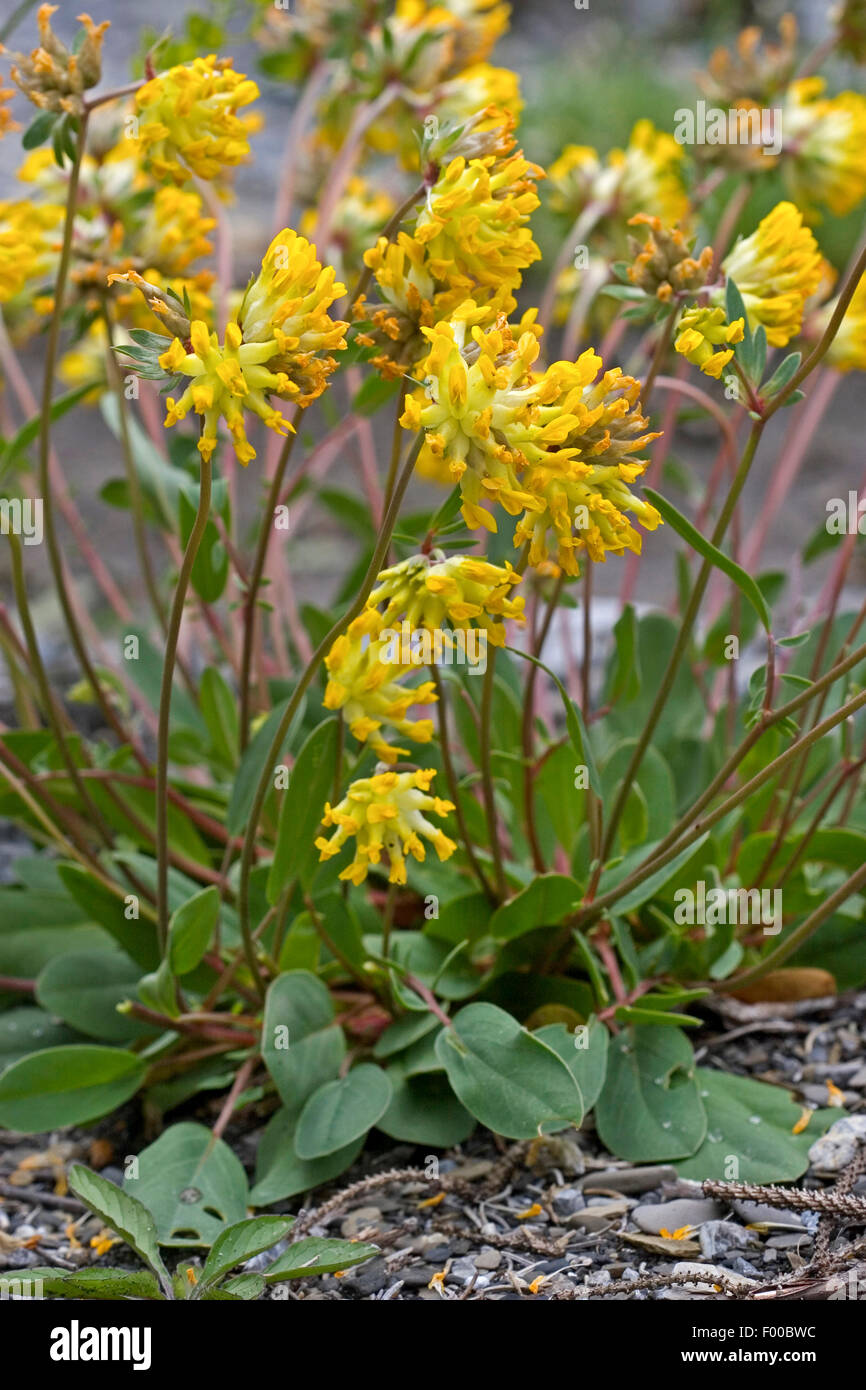 Common kidneyvetch, Kidney vetch, Woundwort (Anthyllis vulneraria, Vulneraria heterophylla), blooming, Germany Stock Photo