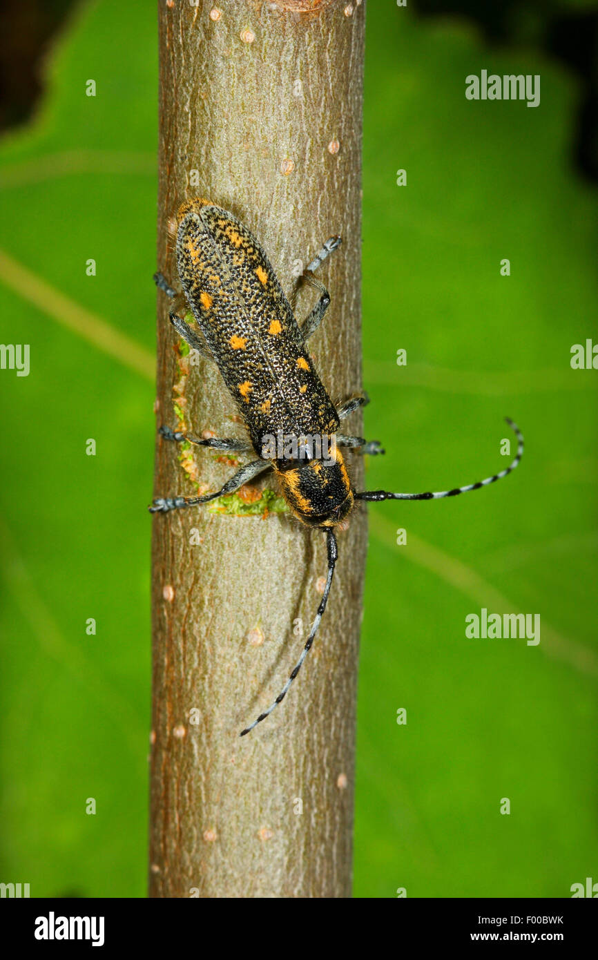 Small poplar borer, Lesser poplar borer, Small poplar longhorn beetle ...