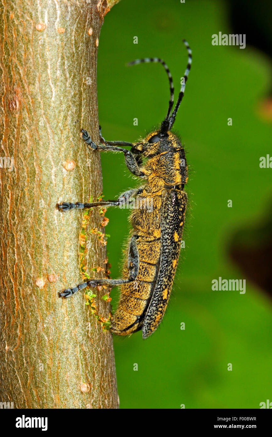 Small poplar borer, Lesser poplar borer, Small poplar longhorn beetle (Saperda populnea), female laying eggs, Germany Stock Photo