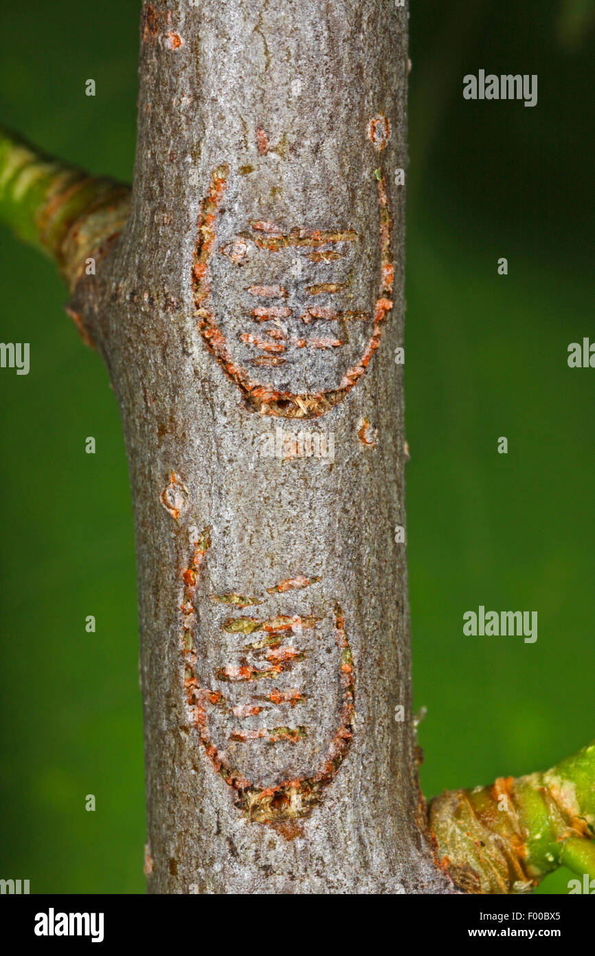 Small poplar borer, Lesser poplar borer, Small poplar longhorn beetle (Saperda populnea), horseshoe-shaped cuts for oviposition in the twig of a poplar, Germany Stock Photo