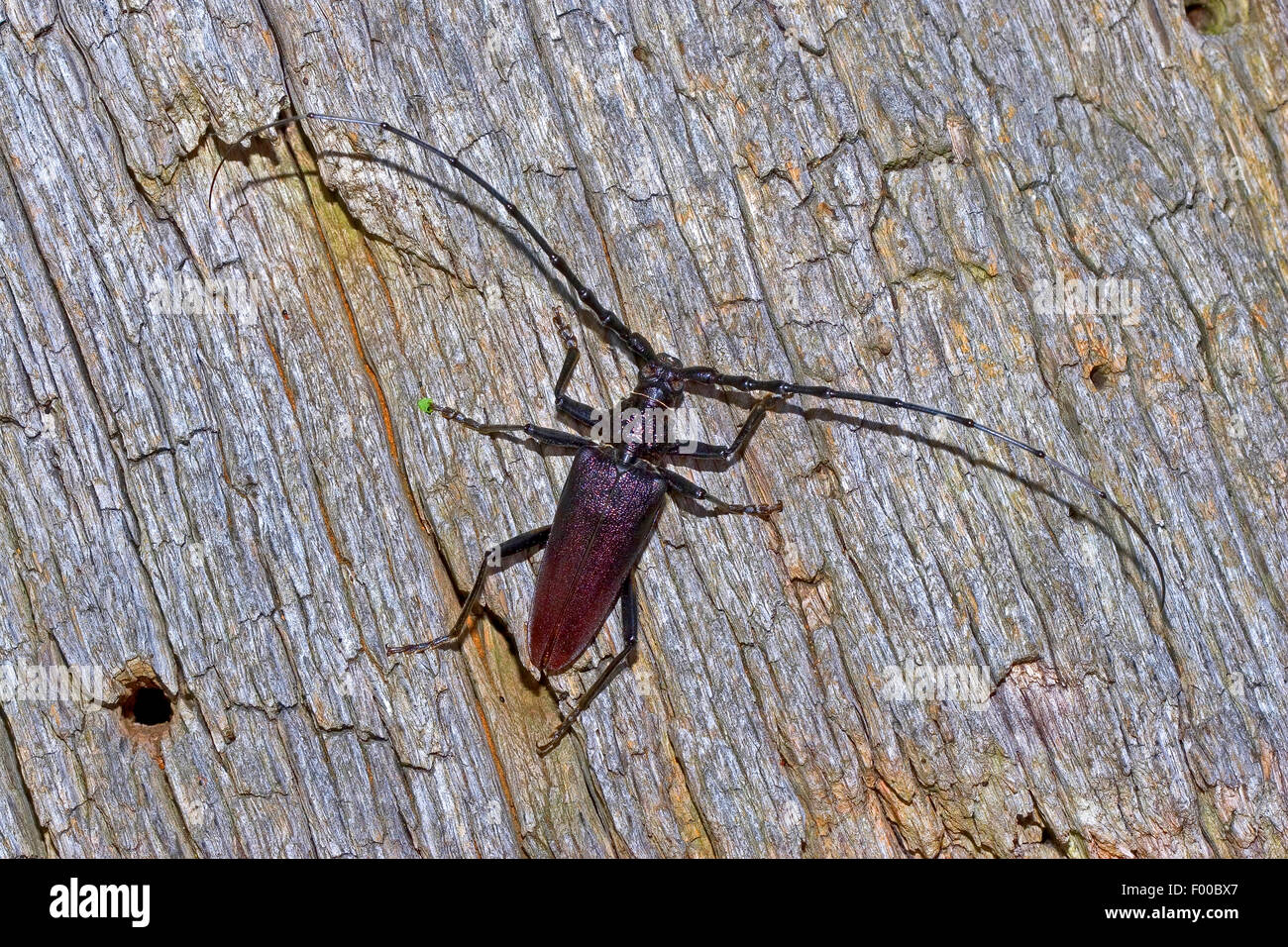 great capricorn beetle, oak cerambyx (Cerambyx cerdo), male on oak bark, Germany Stock Photo