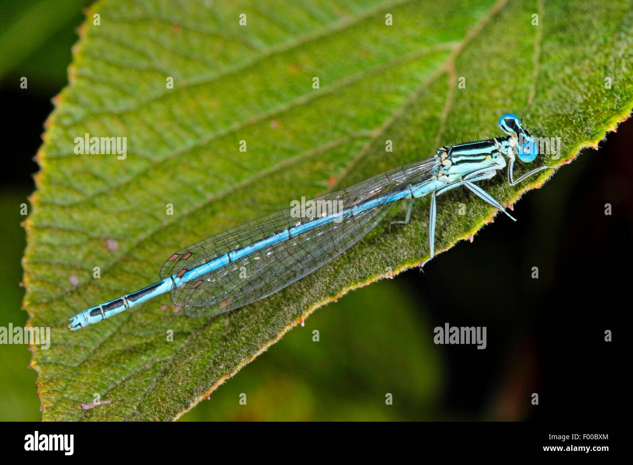 white-legged damselfly (Platycnemis pennipes), male on a leaf, Germany Stock Photo