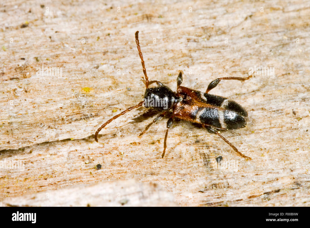 White Banded Insect White banded longhorn beetle, White-banded longhorn beetle (Poecilium ...