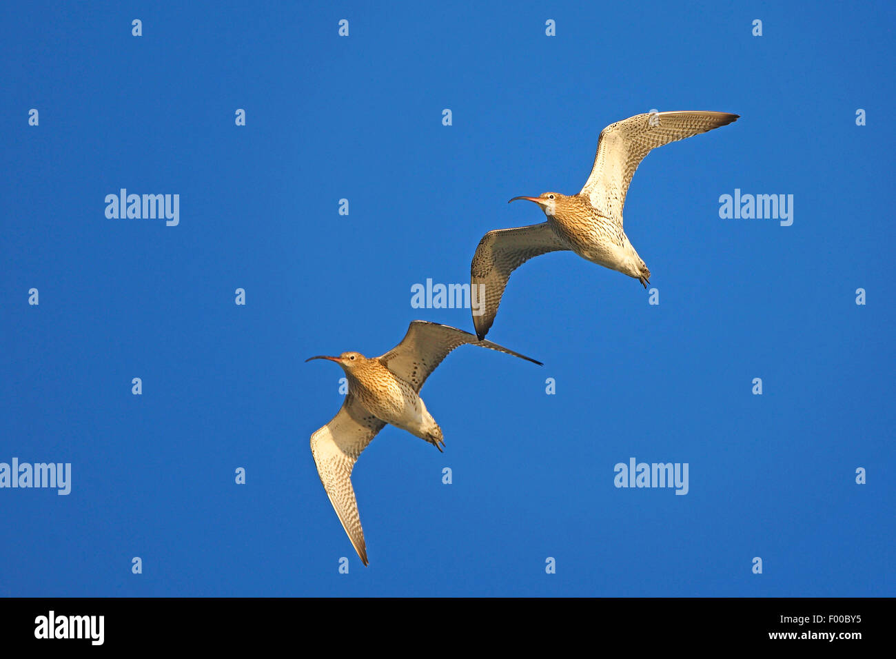 western curlew (Numenius arquata), two curlews flying side by side in the sky, Belgium Stock Photo