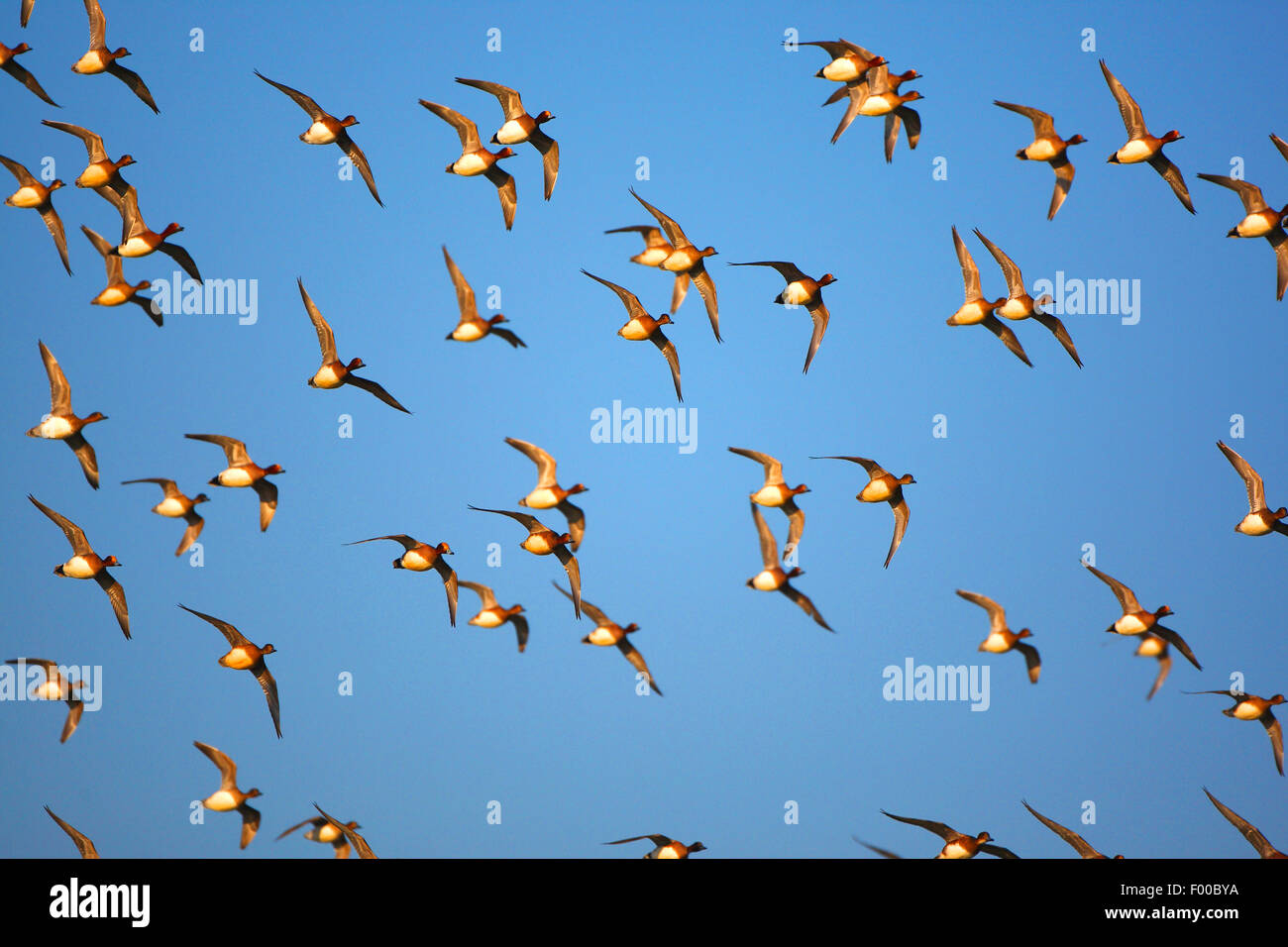 European wigeon (Anas penelope, Mareca penelope), flock in flight , Belgium Stock Photo