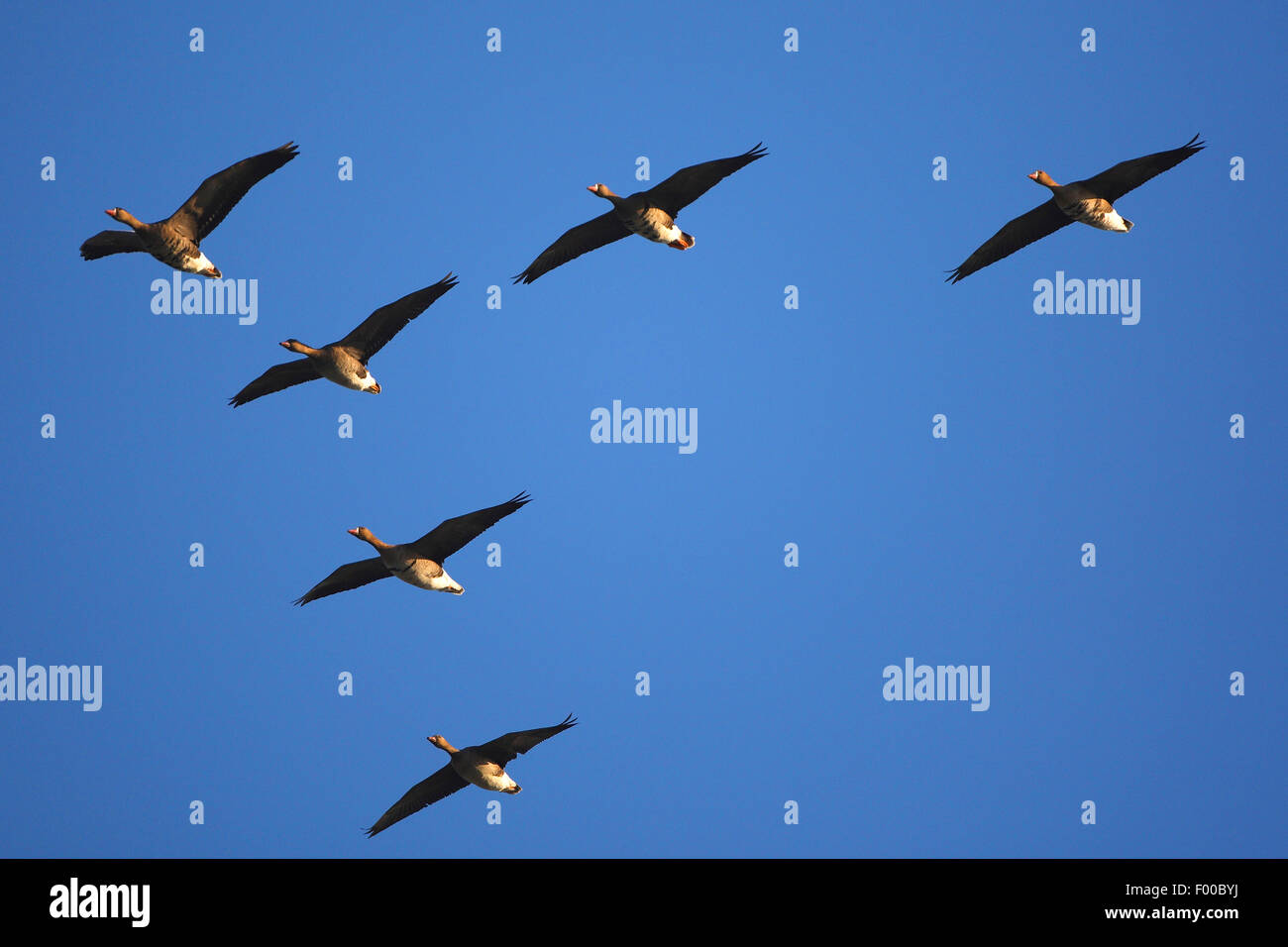 white-fronted goose (Anser albifrons), troop flying in the blue sky, Belgium Stock Photo