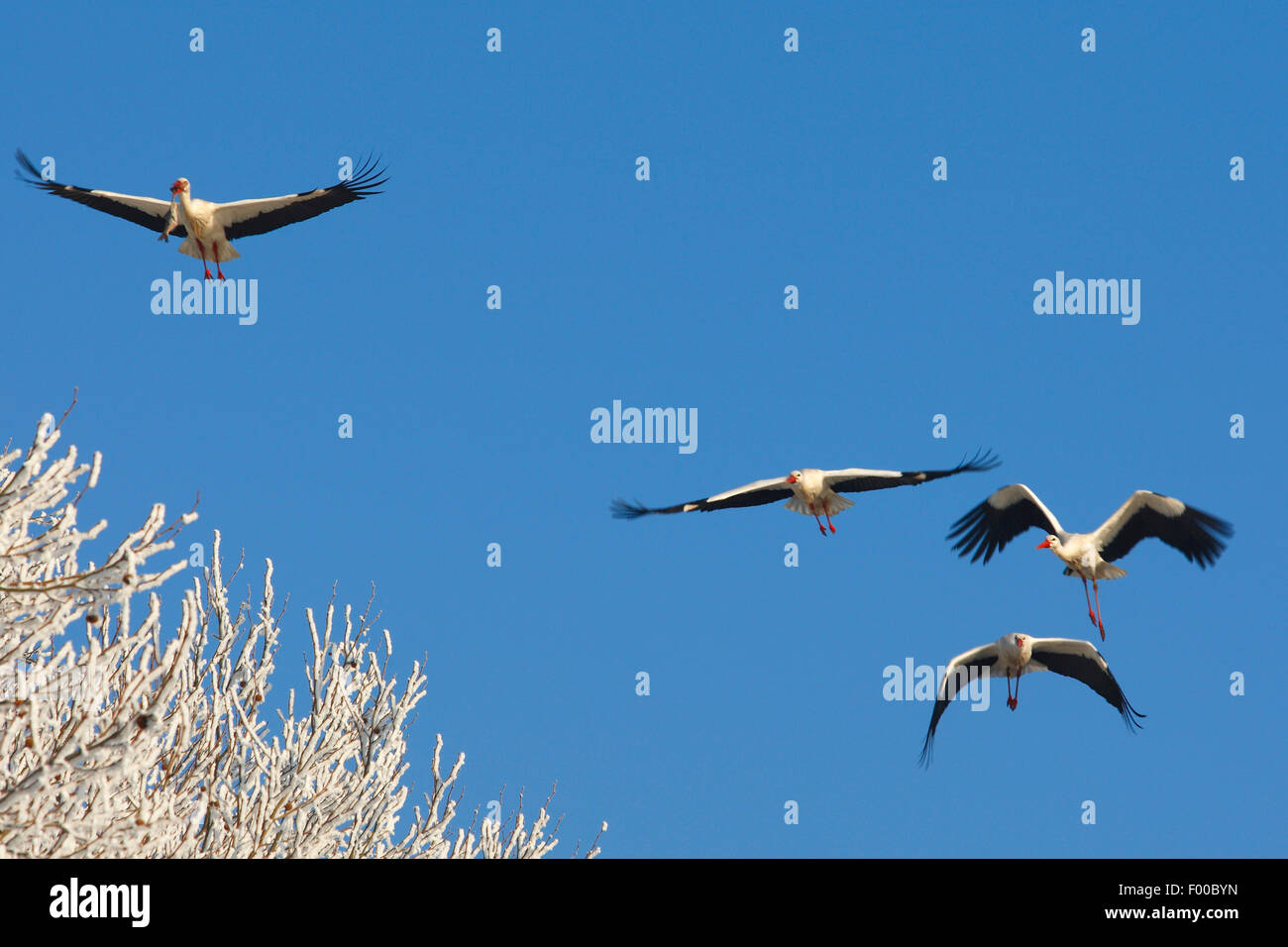 white stork (Ciconia ciconia), four storks in flight, winter, Belgium Stock Photo
