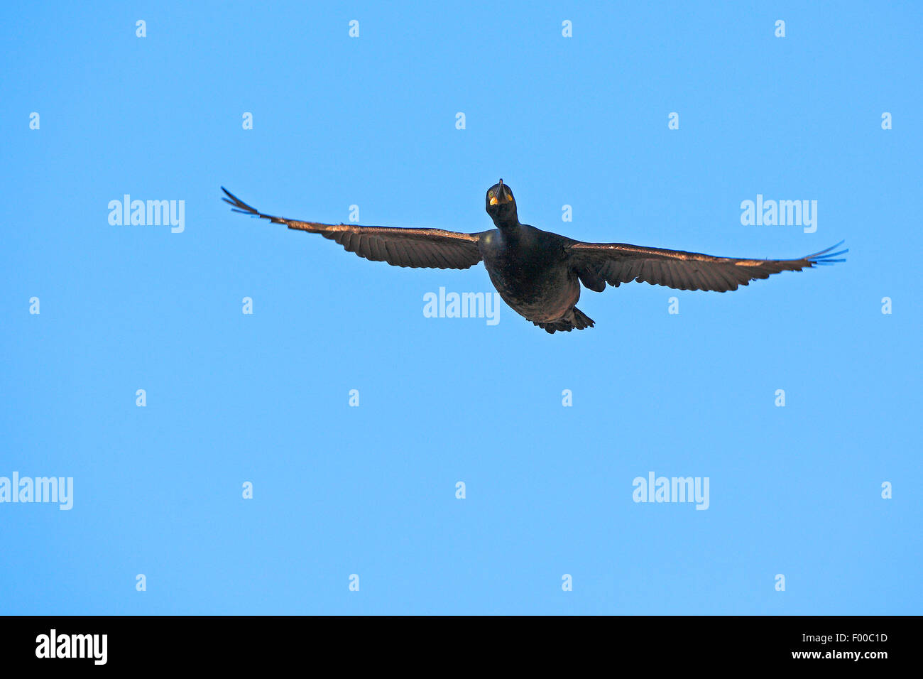 shag (Phalacrocorax aristotelis), in flight in the blue sky, Norway Stock Photo
