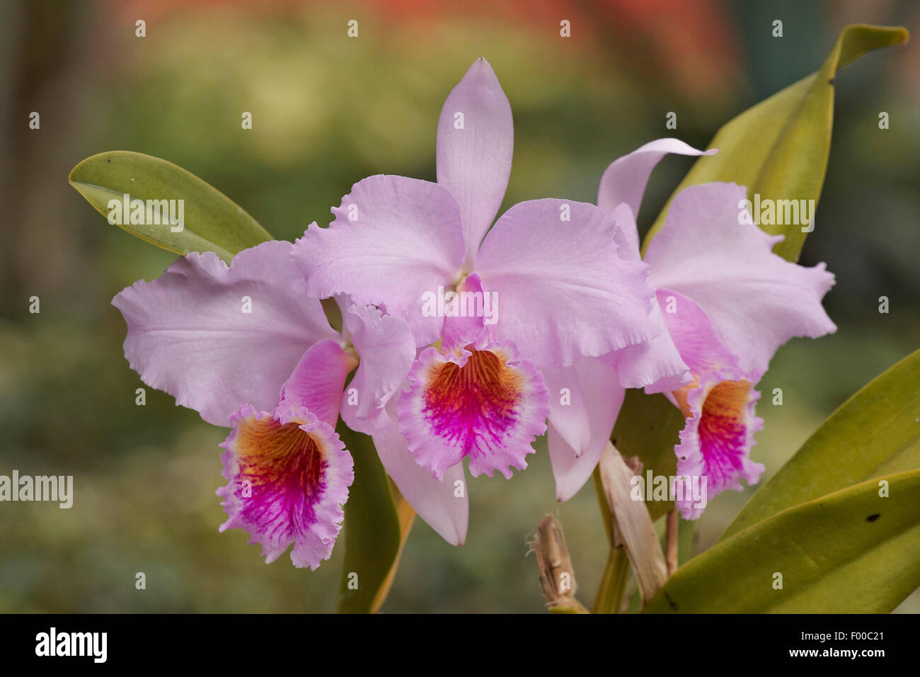 Cattleya orchid (Cattleya mossiae), flowers Stock Photo