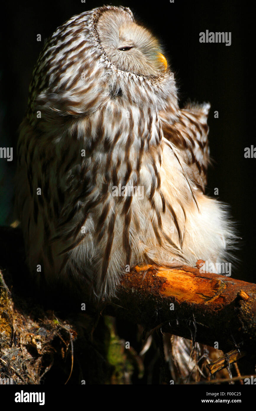 ural owl (Strix uralensis), enjoying a sunbath on a branch, Sweden Stock Photo